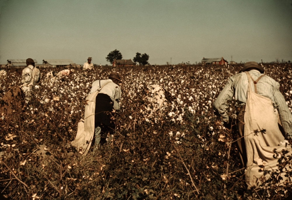 African American Day Laborers Picking Cotton Near Clarksdale History - Item # VAREVCHISL010EC002